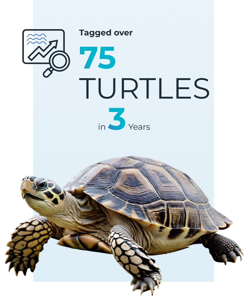 a graphic of turtle